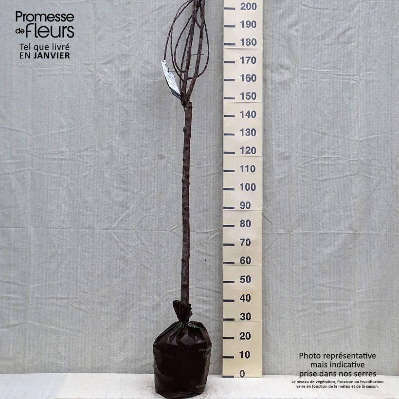 Spécimen de Prunier Quetsche Blanche de Létricourt Motte "Prêt-à-planter", Demi-Tige tel que livré en hiver