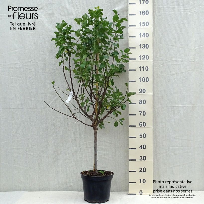Spécimen de Prunier Reine Claude Dorée ou verte Pot de 7,5L/10L, Demi-Tige tel que livré en automne