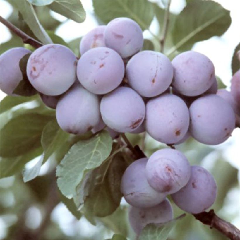 Prunier Reine Claude d'Althan (violette) Bio (Récolte)