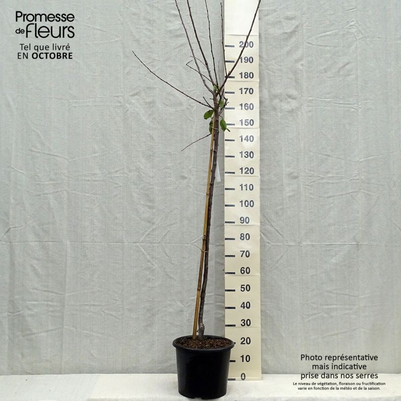 Spécimen de Prunier Reine Claude de Bavay Pot de 12L/15L, Demi-Tige tel que livré en automne