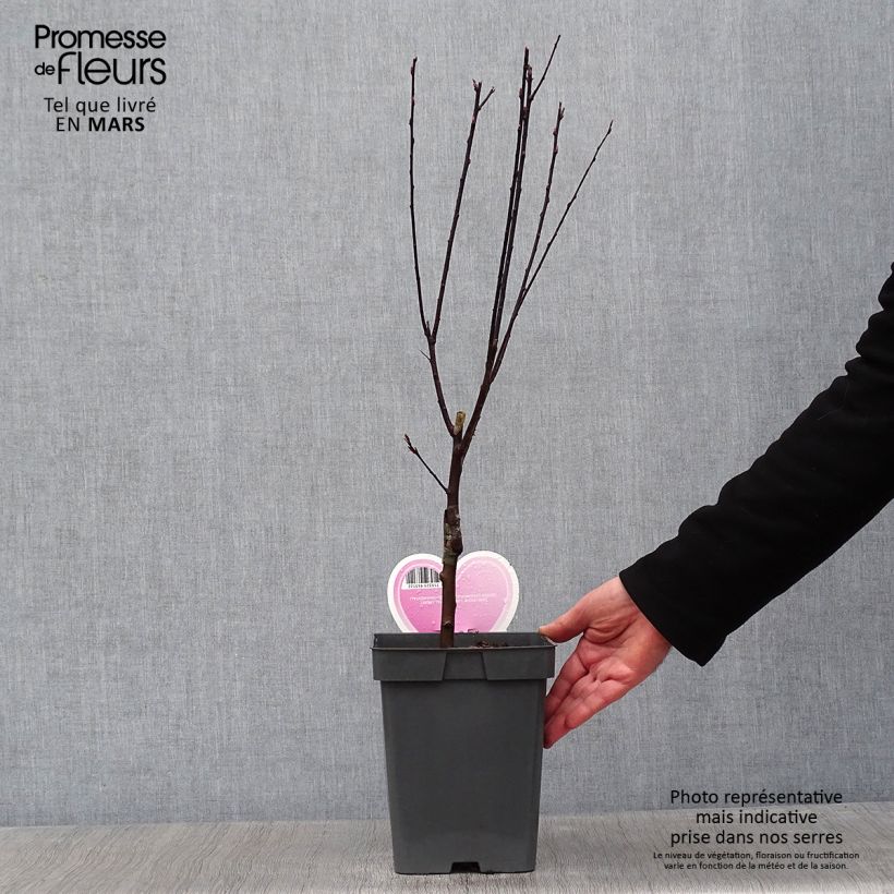 Spécimen de Prunier à fleurs - Prunus cerasifera Nigra Pot de 4L/5L, Tige de 20 cm tel que livré en hiver
