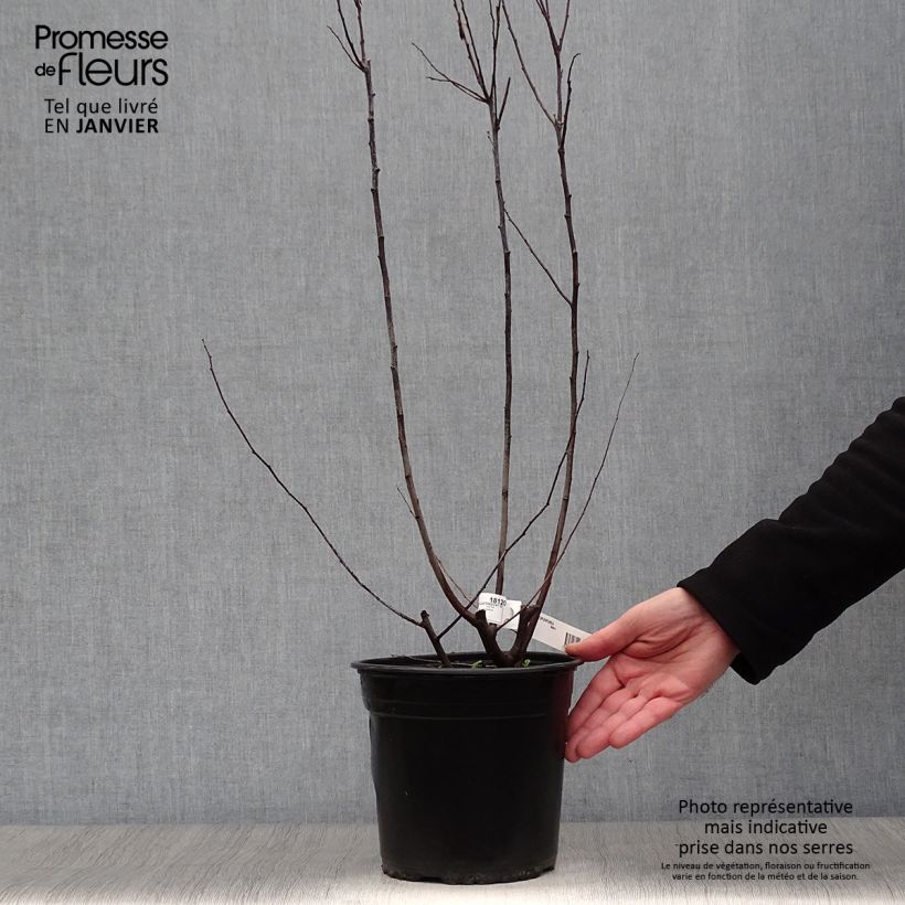 Spécimen de Prunier à fleurs - Prunus cerasifera Nigra Pot de 3L/4L, Touffe tel que livré en hiver
