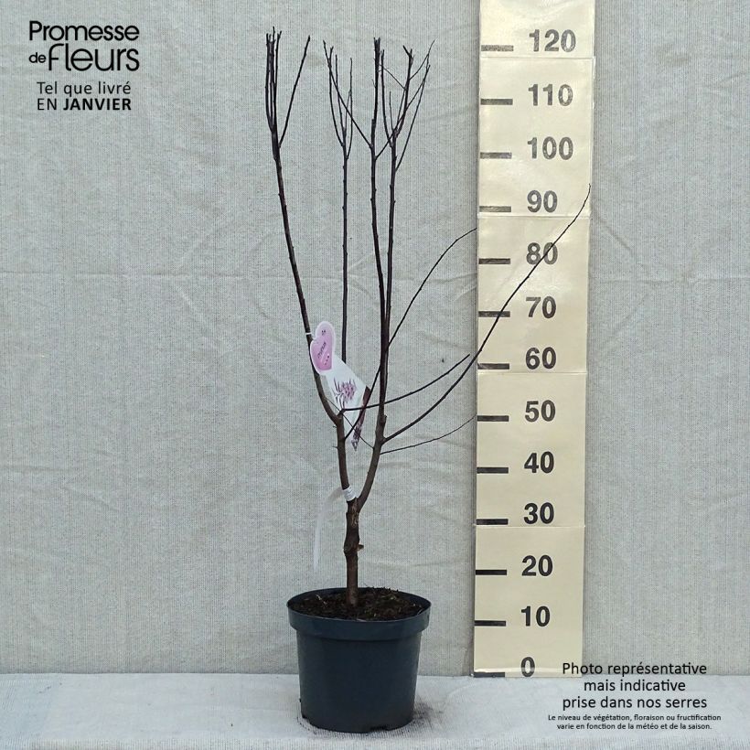 Spécimen de Prunier à fleurs - Prunus cerasifera Nigra Pot de 7,5L/10L tel que livré en hiver