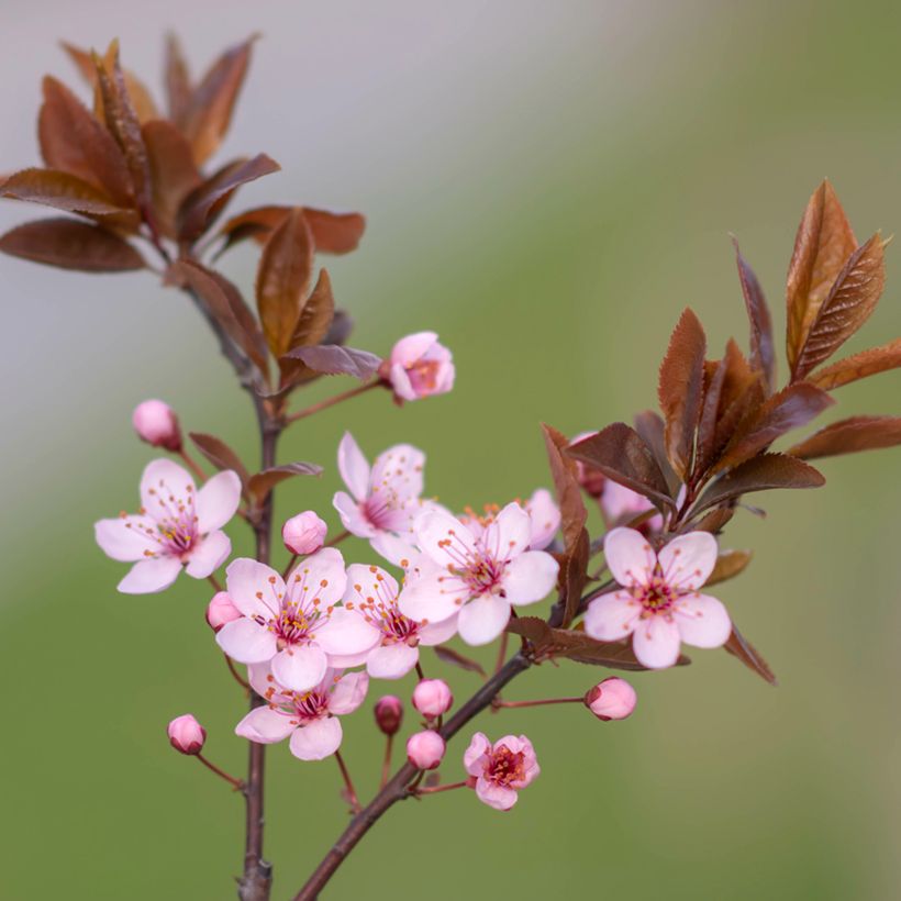 Prunier à fleurs - Prunus cerasifera Nigra (Floraison)