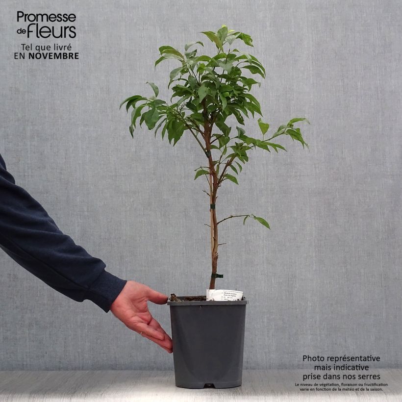 Spécimen de Prunier nain Fruit Me Plum Me Angeleno Pot de 4L/5L, Nain tel que livré en automne