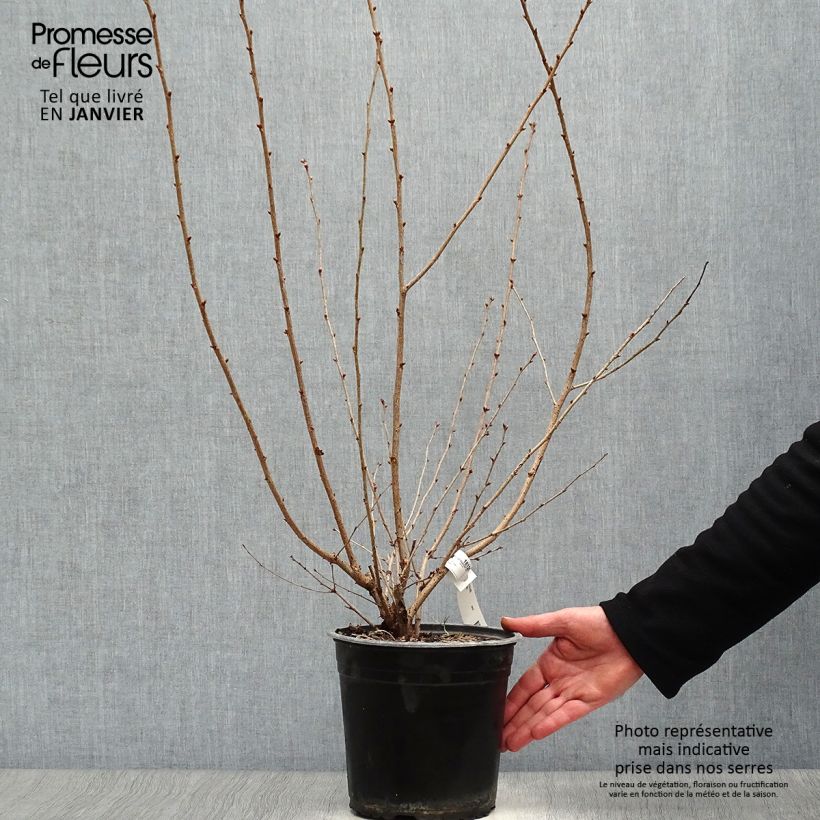 Spécimen de Prunus Okame - Cerisier à fleurs Pot de 4L/5L tel que livré en hiver