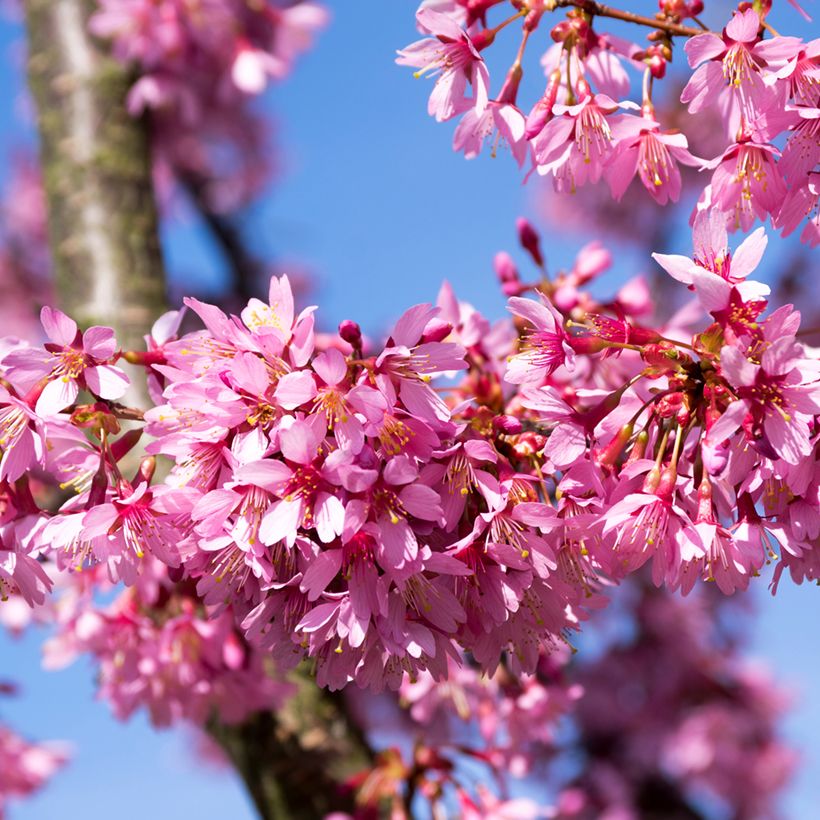 Prunus Okame - Cerisier à fleurs (Floraison)
