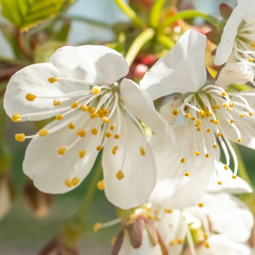 Cerisier Schneiders Späte Knorpelkirsche - Prunus avium (Floraison)