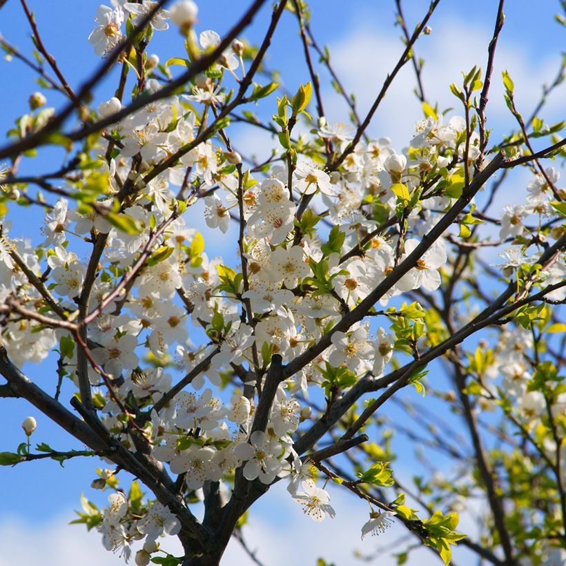 Prunier à fleurs - Prunus cerasifera Złoty Obłok (Floraison)
