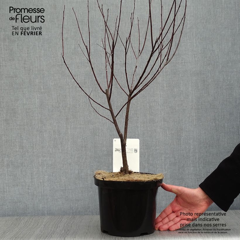 Spécimen de Prunus cistena - Prunier des sables Pot de 4L/5L tel que livré en hiver
