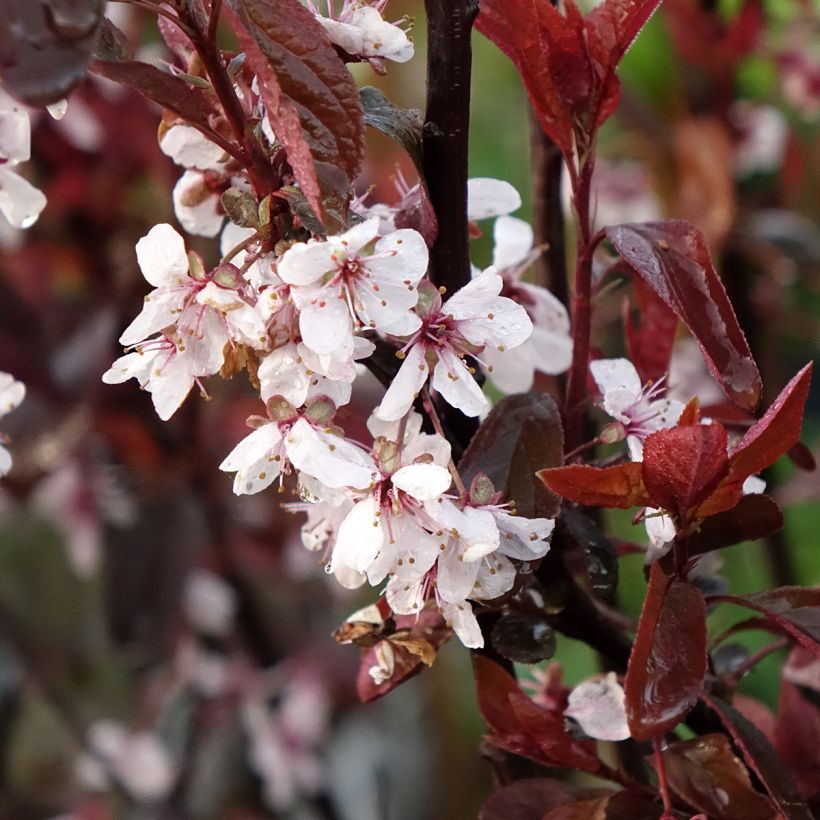 Prunus cistena - Prunier des sables (Floraison)