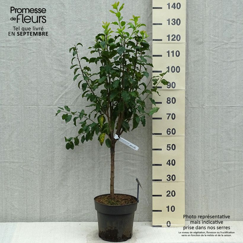 Spécimen de Prunier nain Hanna Pot de 7,5L/10L, Tige de 30 cm tel que livré en automne