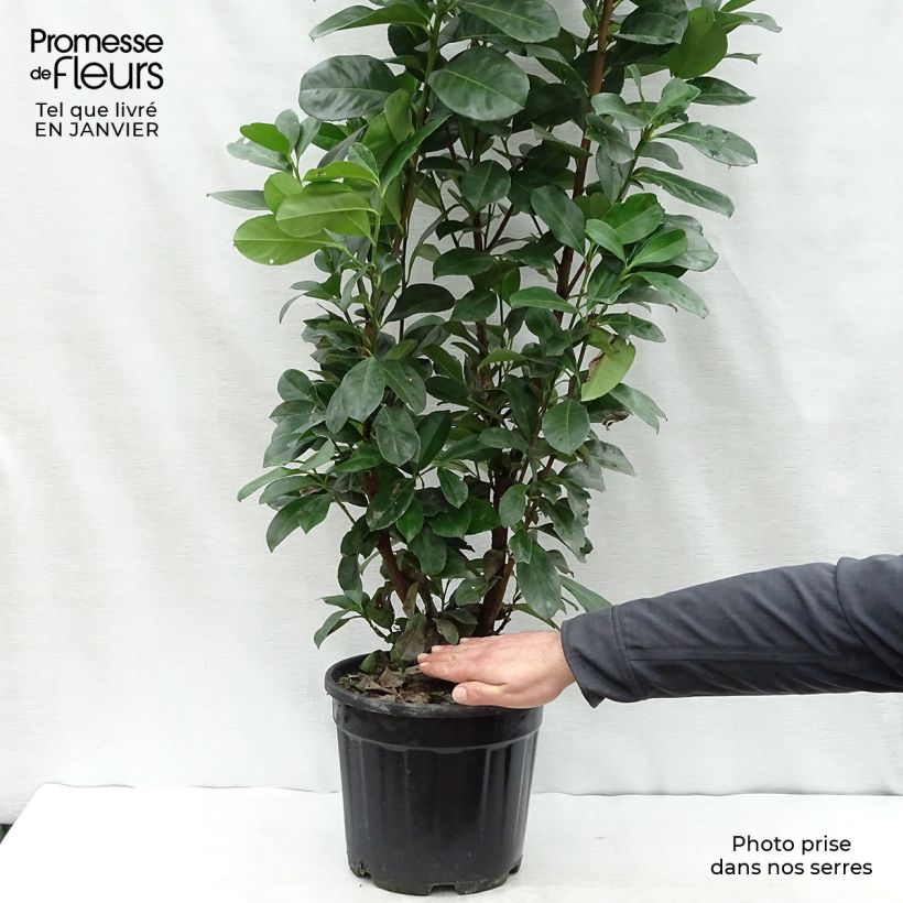 Spécimen de Laurier cerise - Prunus laurocerasus Etna Pot de 4L/5L tel que livré en hiver