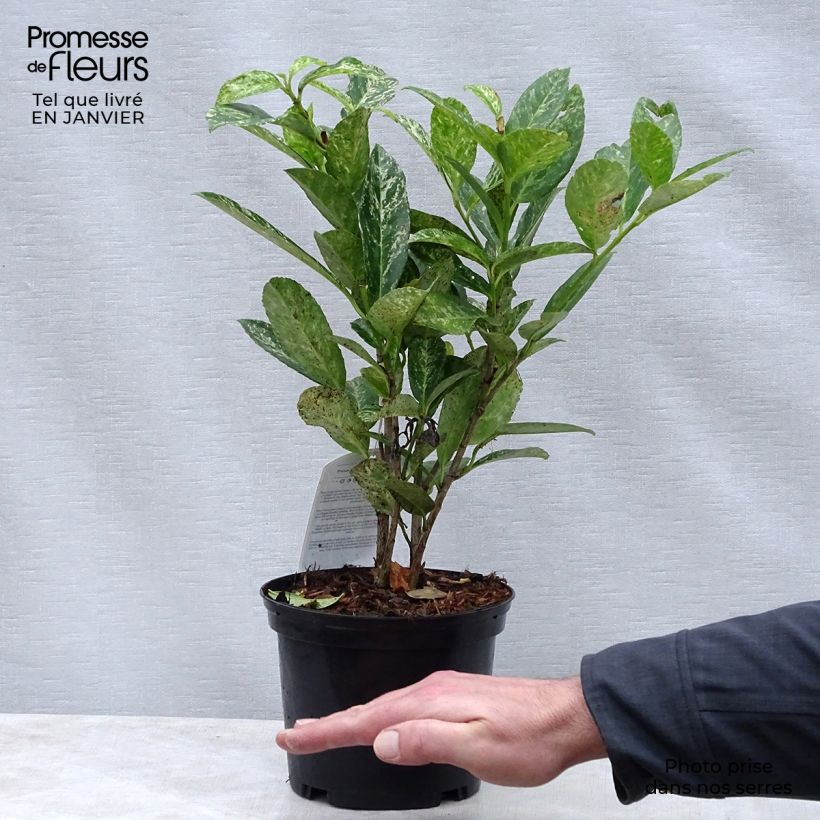 Spécimen de Laurier cerise - Prunus laurocerasus Marbled White Pot de 2L/3L tel que livré en hiver