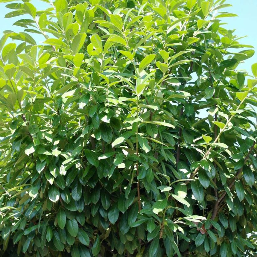 Laurier cerise - Prunus laurocerasus Novita (Port)