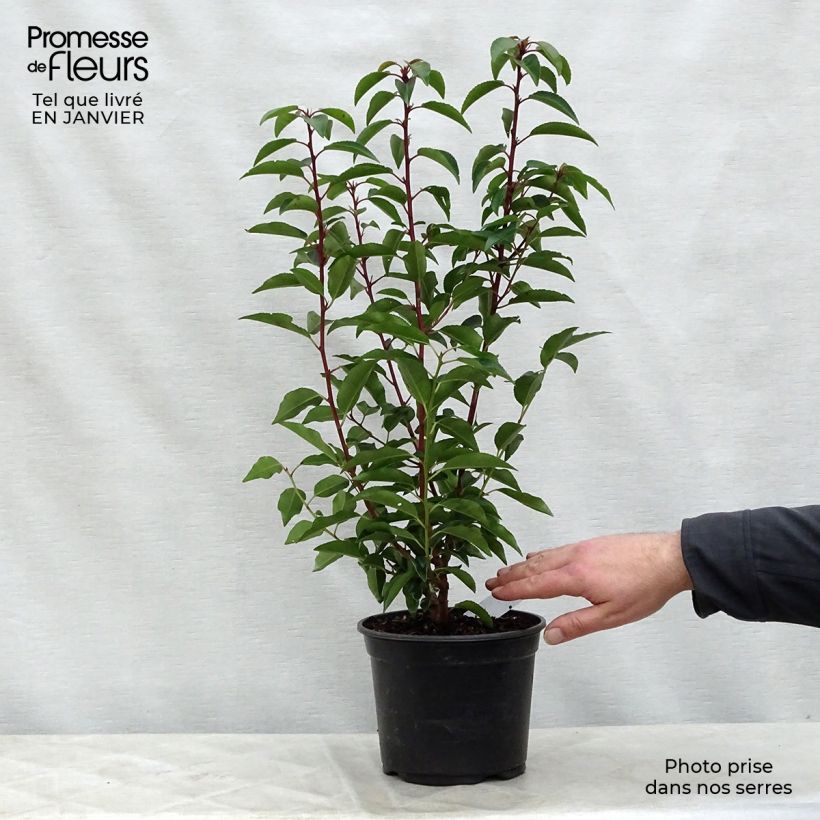 Spécimen de Laurier du Portugal, Prunus lusitanica Angustifolia  Pot de 3L/4L tel que livré en hiver