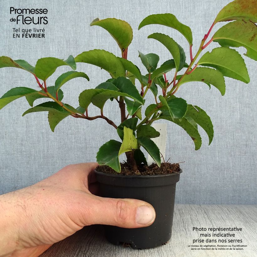 Spécimen de Prunus lusitanica Tico - Laurier des Açores Godet de 8/9 cm tel que livré en hiver