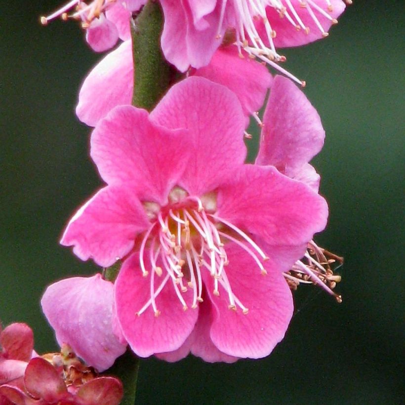 Prunus mume Beni Chidori - Abricotier du Japon (Floraison)