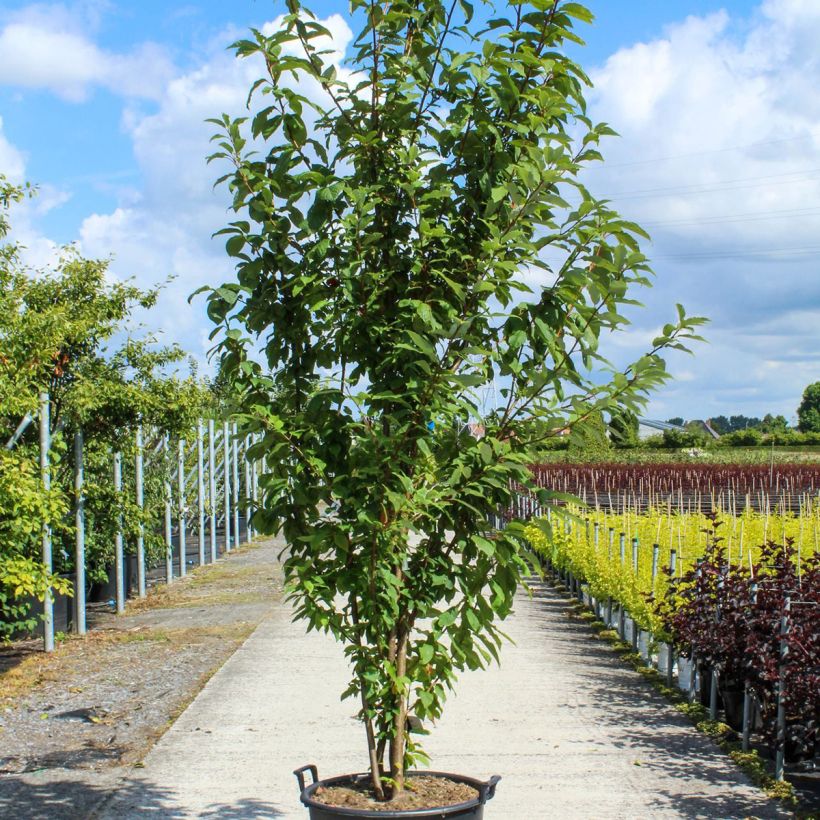 Spécimen de Prunus padus - Cerisier à grappes Pot de 80L/90L, Cépée tel que livré au printemps