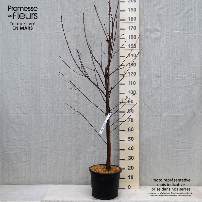 Spécimen de Prunus padus Le Thoureil - Cerisier à grappes  Pot de 12L/15L, Baliveau tel que livré en hiver