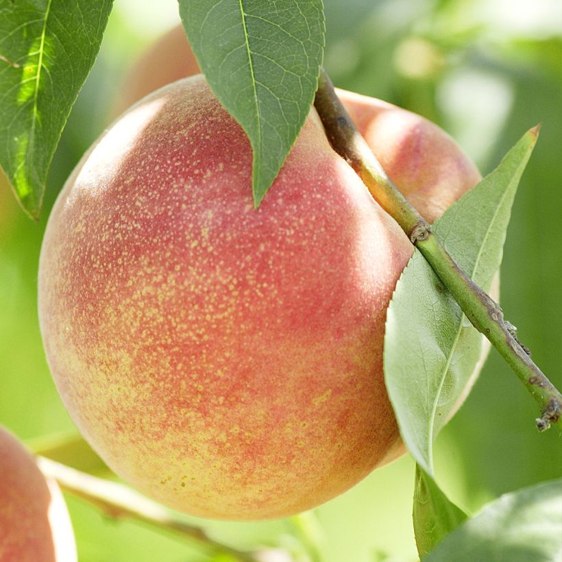 Pêcher de Vigne blanche - Prunus persica (Récolte)