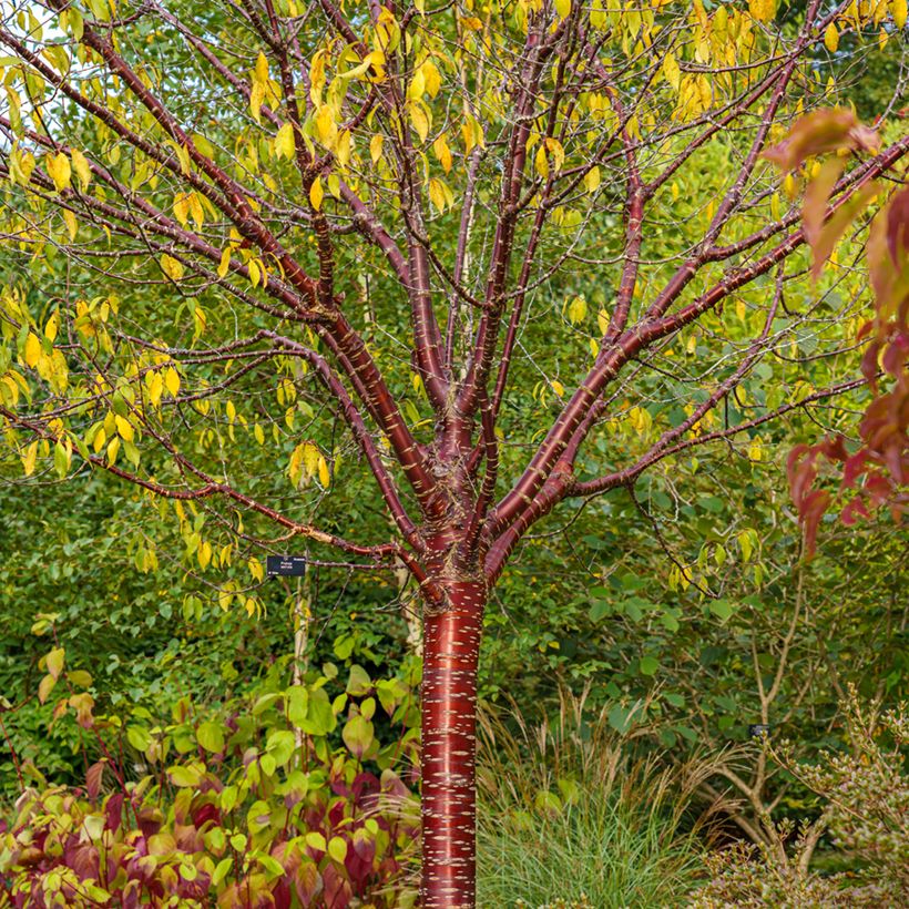 Prunus serrula Amber Scots - Cerisier du Tibet  (Port)