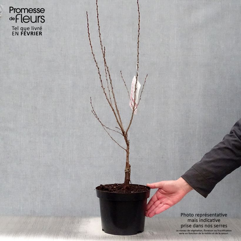 Spécimen de Prunus tenella Fire Hill - Amandier nain à fleurs Pot de 3L/4L tel que livré en hiver