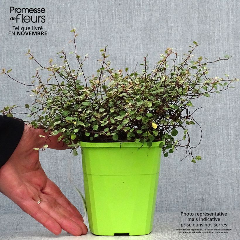Spécimen de Pseudanthus tasmanicus Radiance Pot de 1,5L/2L tel que livré en automne