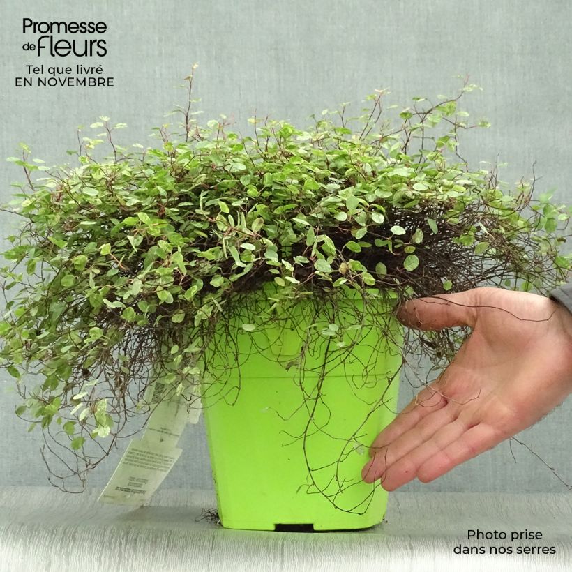 Spécimen de Pseudanthus tasmanicus Radiance Pot de 4L/5L tel que livré en automne