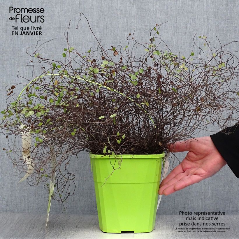 Spécimen de Pseudanthus tasmanicus Radiance Pot de 4L/5L tel que livré en hiver