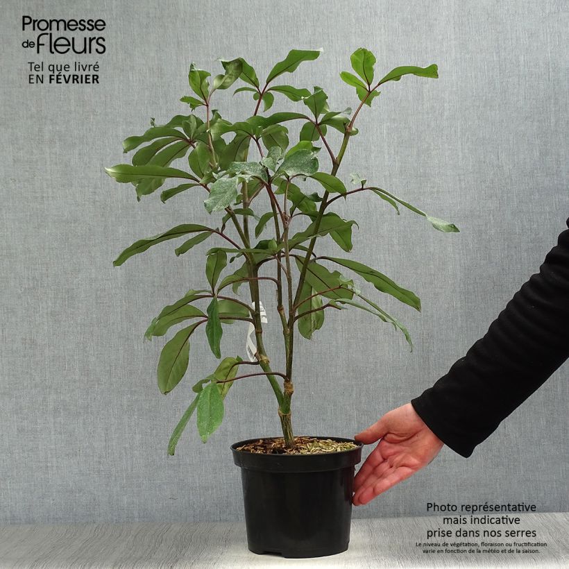 Spécimen de Pseudopanax laetus  Pot de 3L/4L tel que livré en hiver