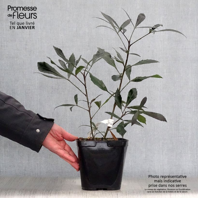 Spécimen de Pseudopanax lessonii Dark Star - Houpara Pot de 2L/3L tel que livré en hiver