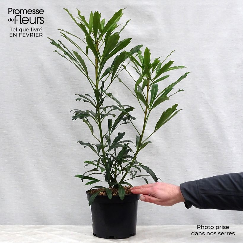 Spécimen de Pseudopanax lessonii Goldfinger Pot de 3L/4L tel que livré en hiver