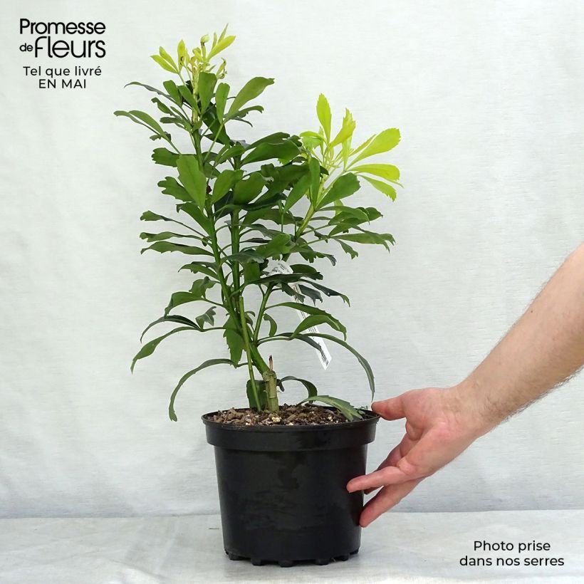 Spécimen de Pseudopanax lessonii Goldfinger Pot de 3L/4L tel que livré au printemps
