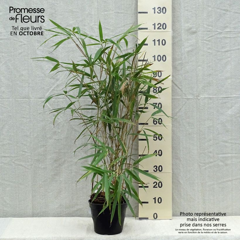 Spécimen de Pseudosasa japonica Tsutsumiana - Bambou moyen Pot de 4L/5L tel que livré en automne