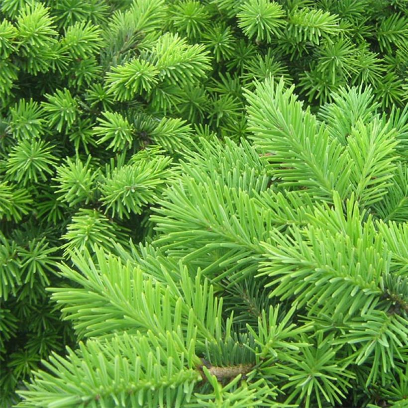 Pseudotsuga menziesii Nyrany - Douglas - Pin de l'Oregon (Feuillage)