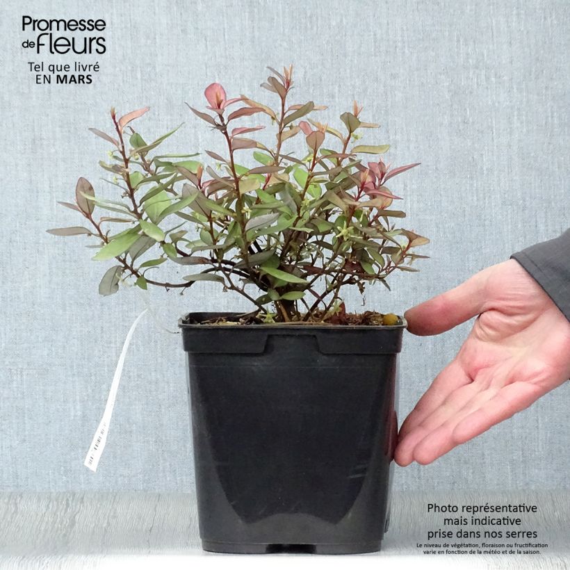 Spécimen de Pseudowintera colorata -  Drimys colorata Pot de 2L/3L tel que livré au printemps