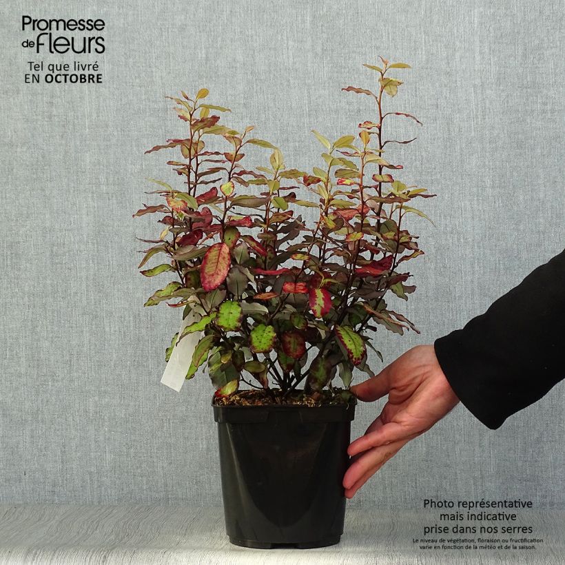 Spécimen de Pseudowintera colorata Red Leopard Pot de 2L/3L tel que livré en automne
