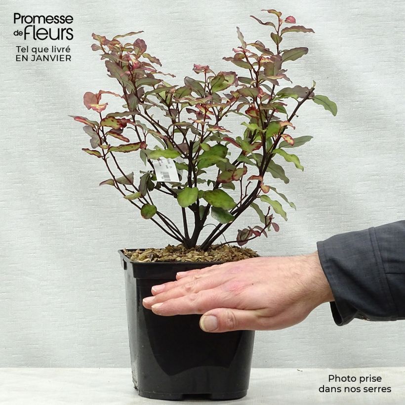Spécimen de Pseudowintera colorata Red Leopard Pot de 2L/3L tel que livré en hiver