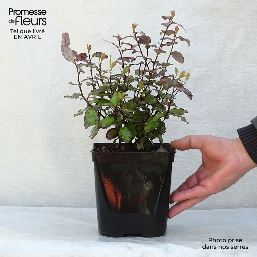 Spécimen de Pseudowintera colorata Red Leopard Pot de 2L/3L tel que livré au printemps