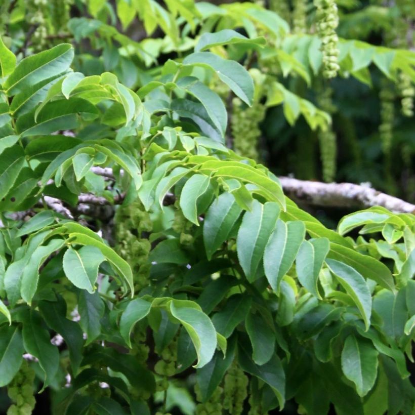 Pterocarya fraxinifolia - Ptérocaryer ou noyer du Caucase (Feuillage)