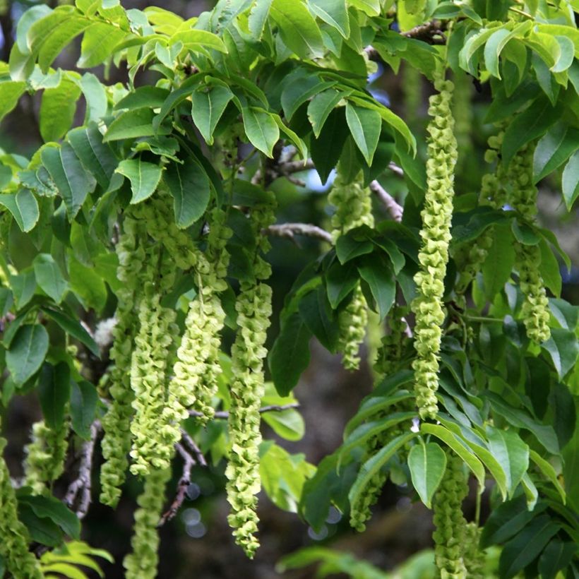 Pterocarya fraxinifolia - Ptérocaryer ou noyer du Caucase (Récolte)