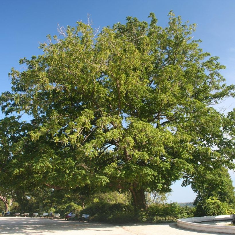 Pterocarya fraxinifolia - Ptérocaryer ou noyer du Caucase (Port)
