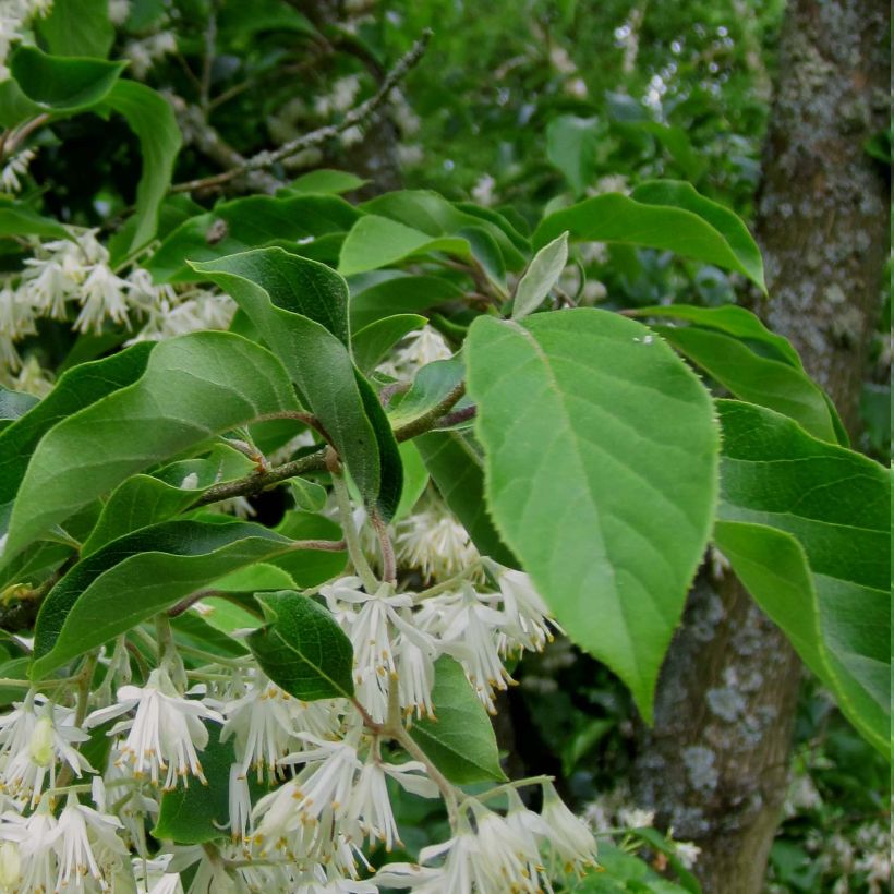 Pterostyrax corymbosa (Feuillage)