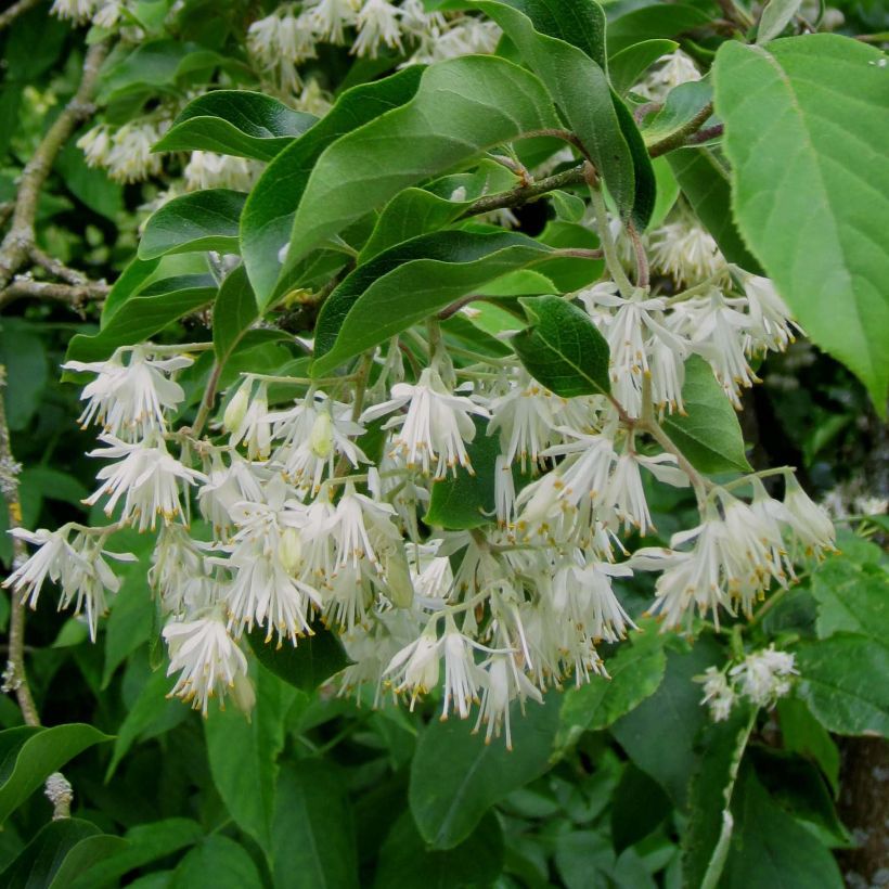 Pterostyrax corymbosa (Floraison)