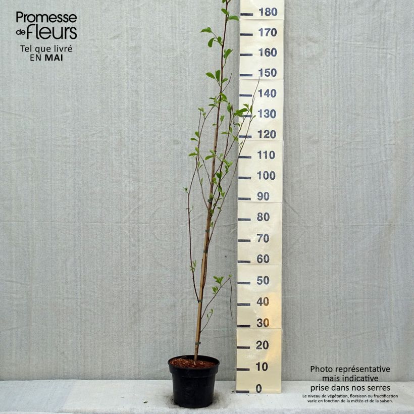 Spécimen de Pterostyrax corymbosa Pot de 3L/4L tel que livré au printemps