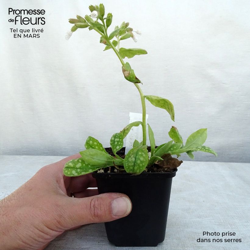 Spécimen de Pulmonaire Ice Balle Godet de 8/9 cm tel que livré en hiver