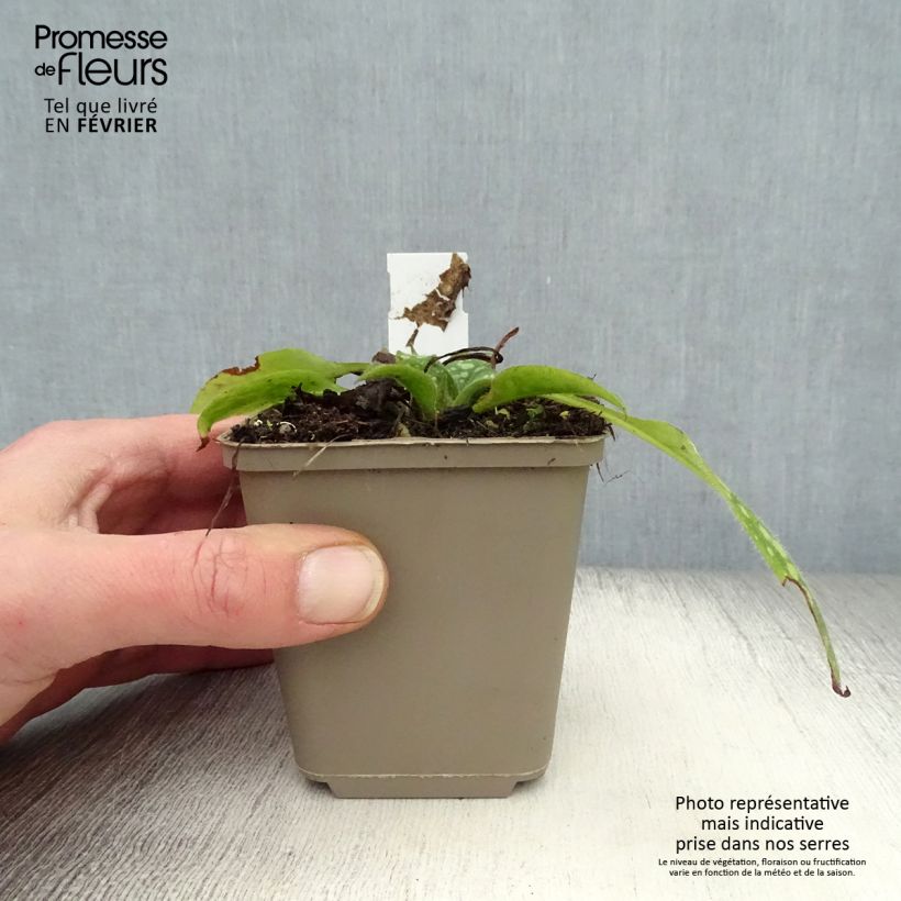 Spécimen de Pulmonaire Shrimps on the Barbie Godet de 8/9 cm tel que livré en hiver