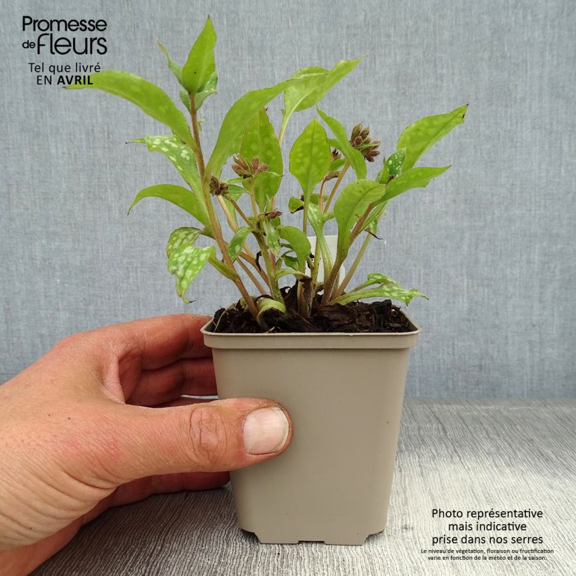 Spécimen de Pulmonaire Shrimps on the Barbie Godet de 8/9 cm tel que livré au printemps