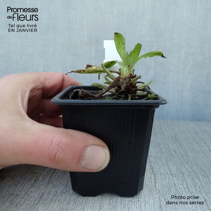 Spécimen de Pulmonaire Silver Bouquet - Pulmonaria saccharata Godet de 8/9 cm tel que livré en hiver